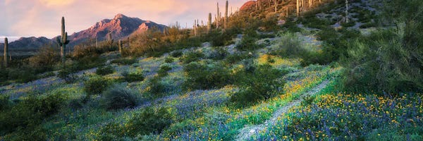 Canvas Print: Desert Spring Trail Pano by Dennis Frates