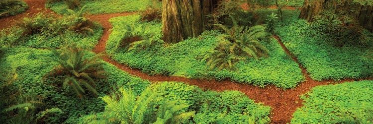 Redwoods Trail Pano by Dennis Frates wall art