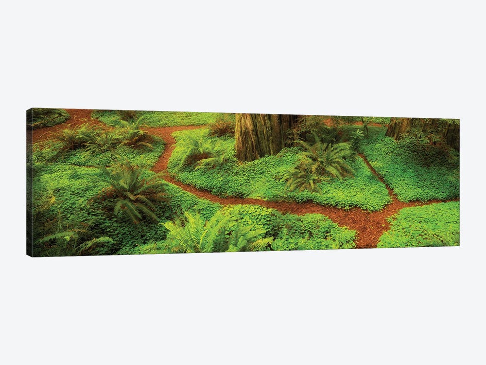 Redwoods Trail Pano by Dennis Frates 1-piece Canvas Artwork