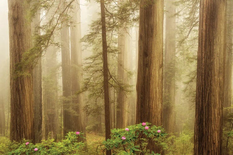 Spring Flowers In The Redwoods