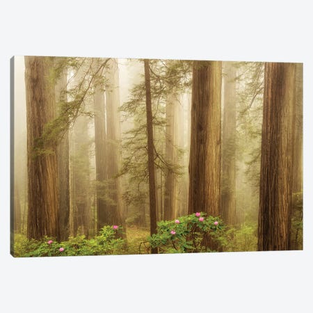 Spring Flowers In The Redwoods Canvas Print #DEN1971} by Dennis Frates Art Print
