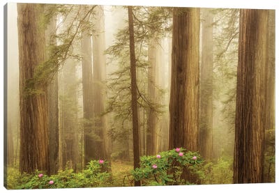 Spring Flowers In The Redwoods Canvas Art Print - Dennis Frates