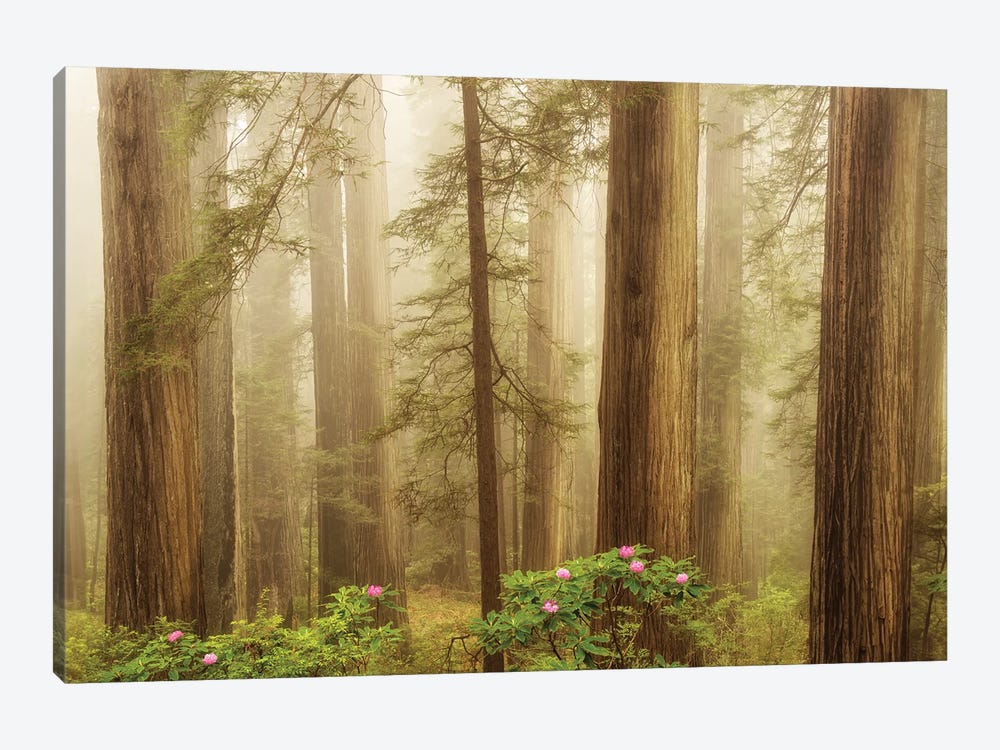 Spring Flowers In The Redwoods by Dennis Frates 1-piece Art Print