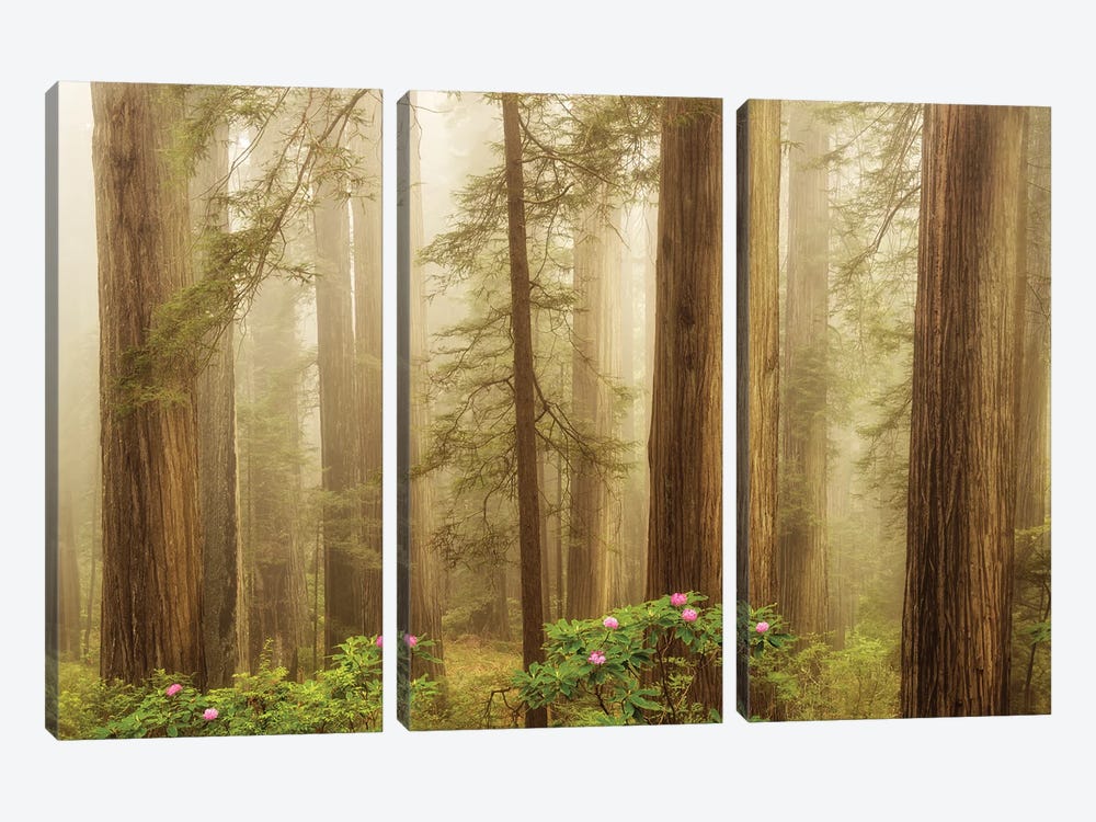 Spring Flowers In The Redwoods by Dennis Frates 3-piece Art Print