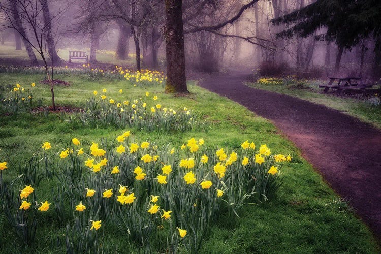Daffodil Trail by Dennis Frates wall art