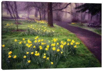Daffodil Trail Canvas Art Print - Daffodil Art
