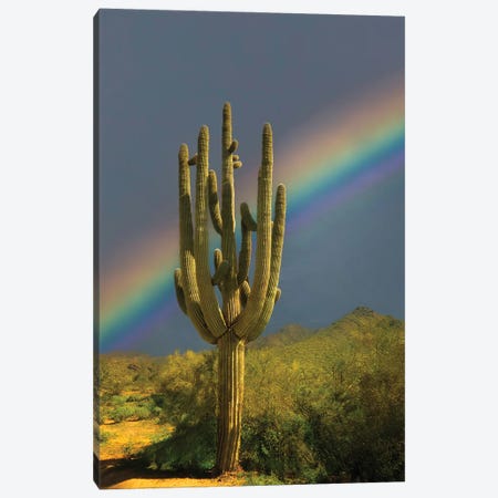 Suguaro Rainbow Canvas Print #DEN1974} by Dennis Frates Canvas Art