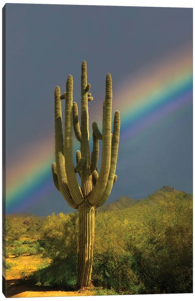 Suguaro Rainbow Canvas Art Print - Dennis Frates