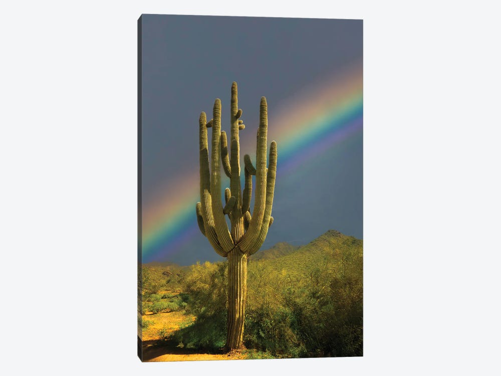 Suguaro Rainbow by Dennis Frates 1-piece Canvas Art