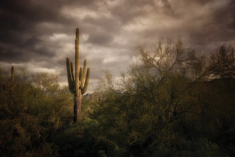 Lone Cactus