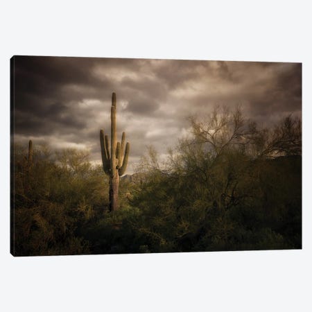Lone Cactus Canvas Print #DEN1975} by Dennis Frates Canvas Wall Art