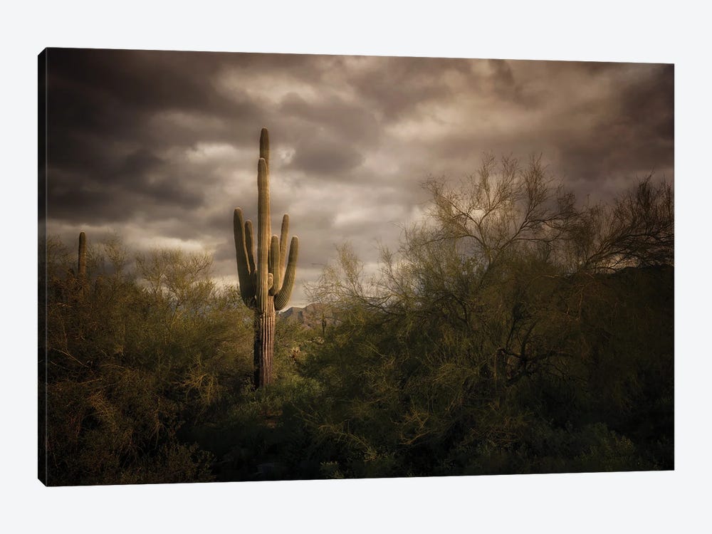Lone Cactus by Dennis Frates 1-piece Canvas Print