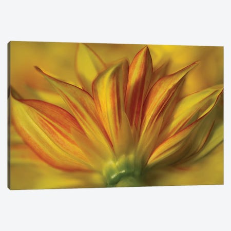 Bloom From The Bottom Canvas Print #DEN1977} by Dennis Frates Canvas Art