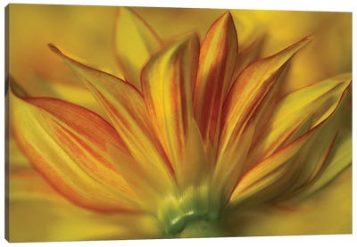 Bloom From The Bottom Canvas Art Print - Dennis Frates