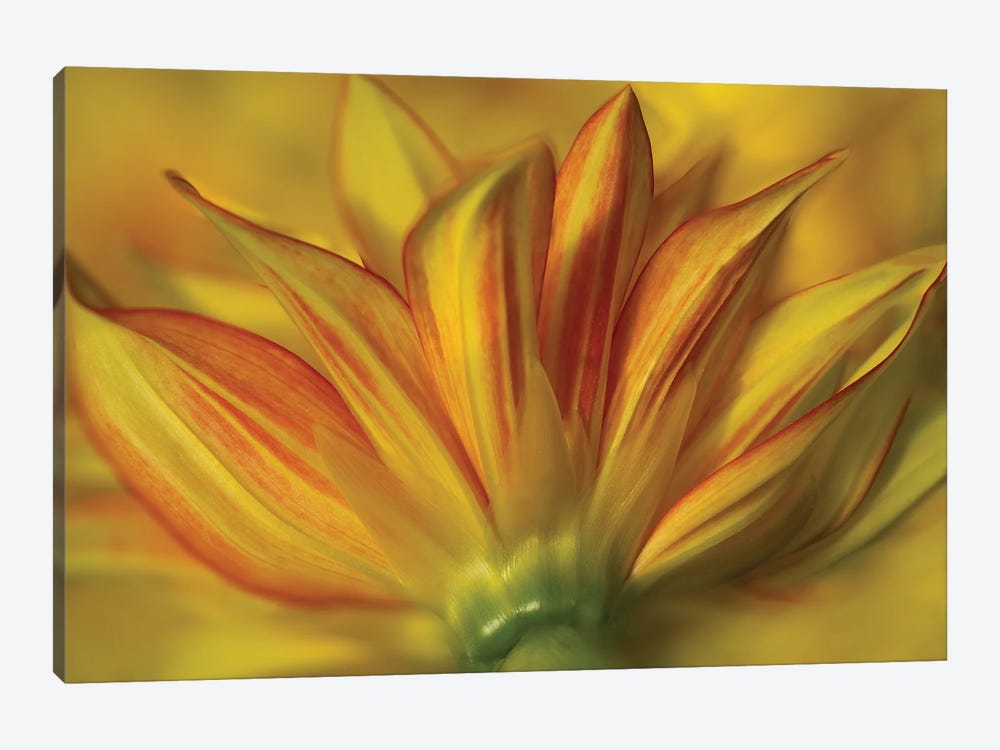 Bloom From The Bottom by Dennis Frates 1-piece Art Print
