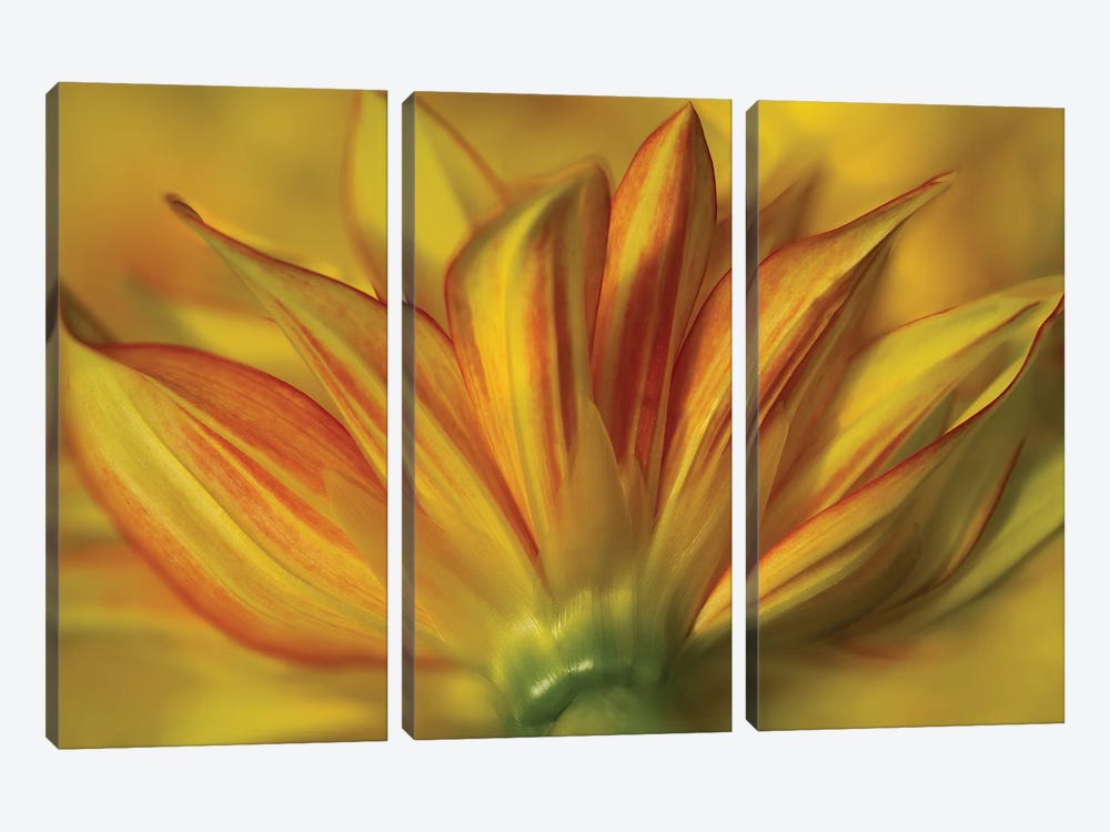 Bloom From The Bottom by Dennis Frates 3-piece Canvas Print
