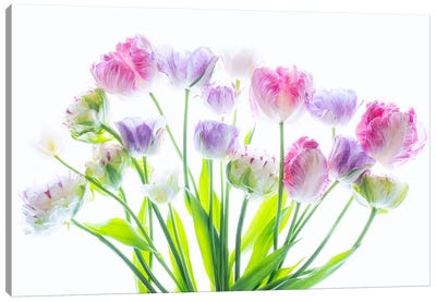 Tulip Arrangment Canvas Art Print - Dennis Frates