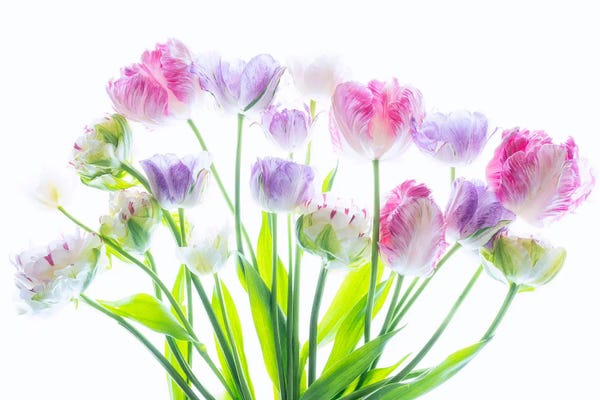 Tulips: Tulip Arrangment by Dennis Frates