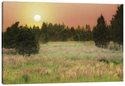 Wildflower Meadow Sunrise Canvas Art Print - Celery