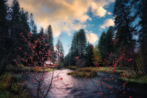 Evergreen Trees: Metolius Cabin by Dennis Frates