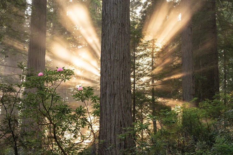 Redwood Sunburst