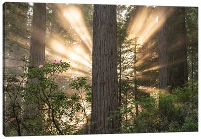 Redwood Sunburst Canvas Art Print - Dennis Frates