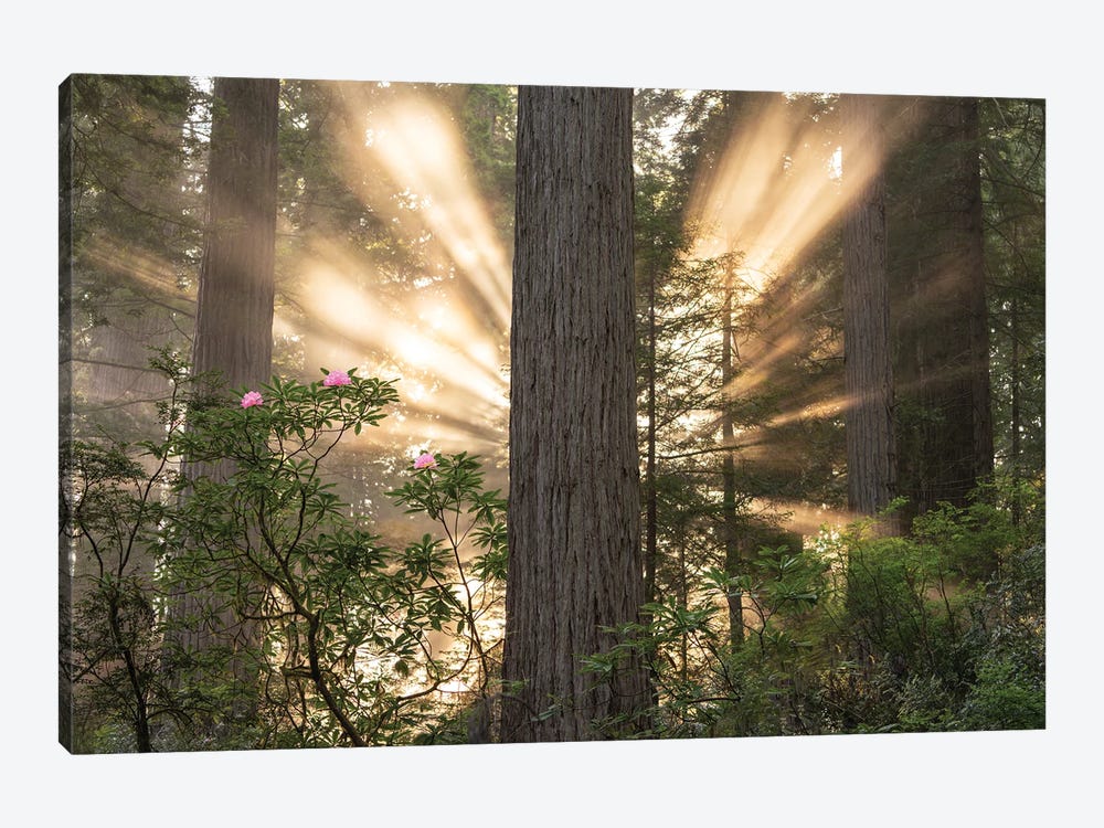 Redwood Sunburst by Dennis Frates 1-piece Canvas Art Print