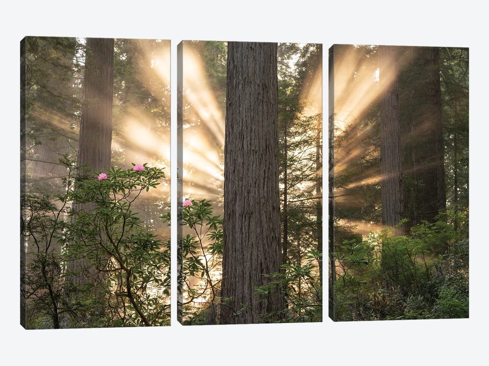 Redwood Sunburst by Dennis Frates 3-piece Canvas Art Print