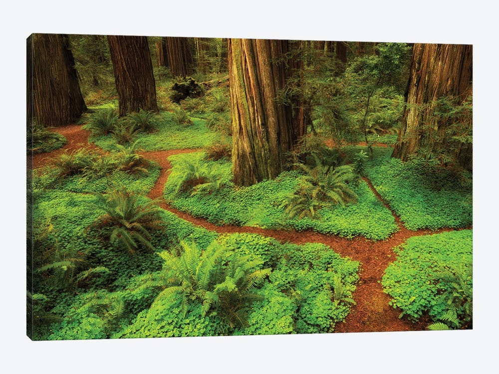 Redwood Trail by Dennis Frates 1-piece Canvas Artwork