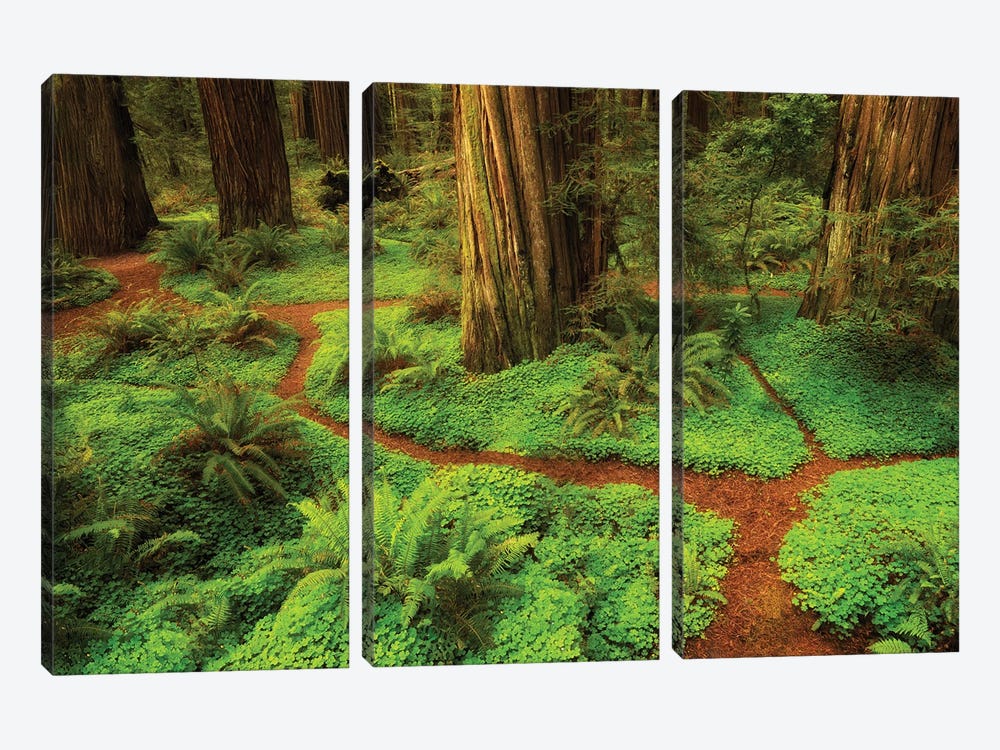Redwood Trail by Dennis Frates 3-piece Canvas Art
