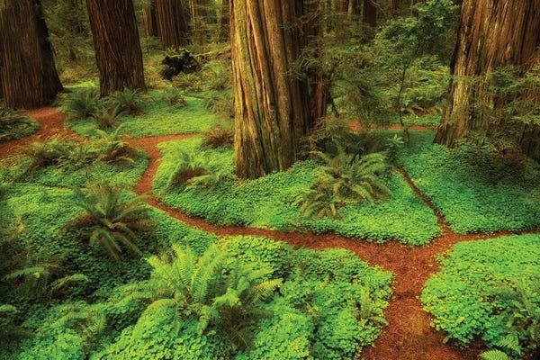 Take A Hike: Redwood Trail by Dennis Frates