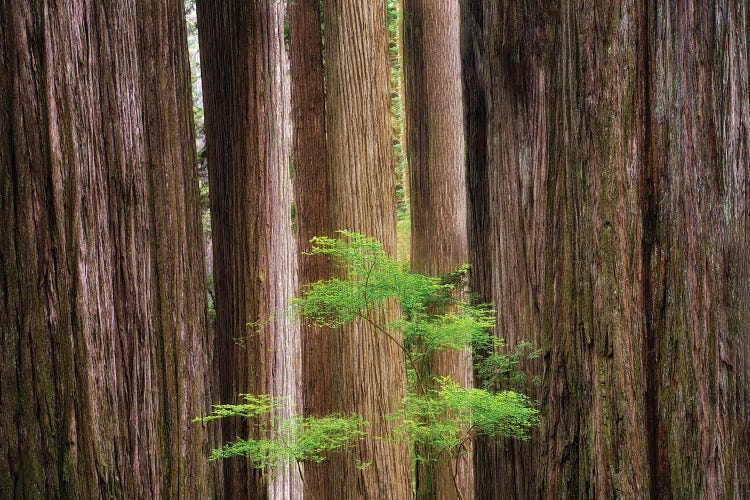 Redwoods And Spring Tree