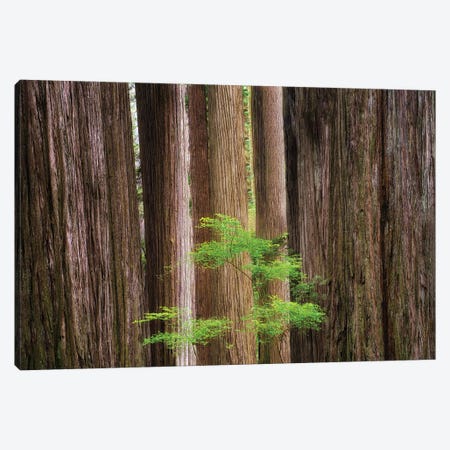 Redwoods And Spring Tree Canvas Print #DEN1983} by Dennis Frates Canvas Art