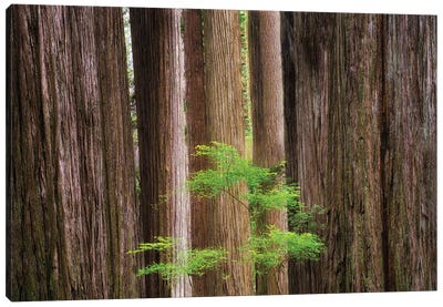 Redwoods And Spring Tree Canvas Art Print - Dennis Frates