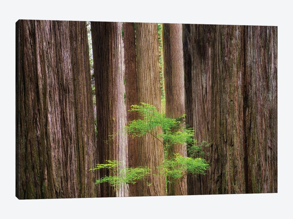 Redwoods And Spring Tree by Dennis Frates 1-piece Canvas Artwork
