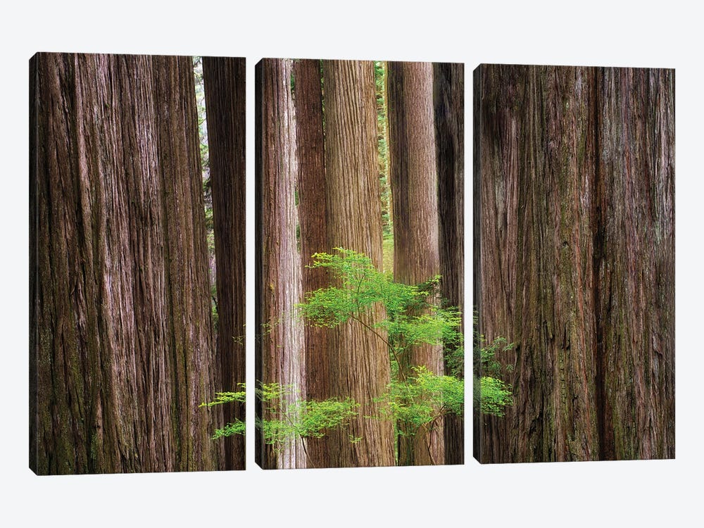 Redwoods And Spring Tree by Dennis Frates 3-piece Canvas Art