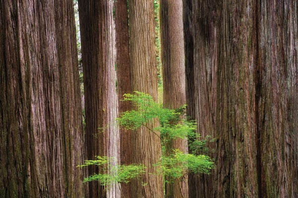 Redwoods And Spring Tree