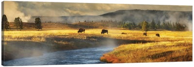 Buffalo And River Panoramic Canvas Art Print - Bison & Buffalo Art