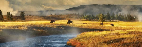 Bison & Buffaloes: Buffalo And River Panoramic by Dennis Frates