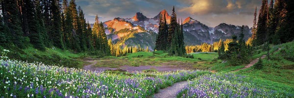 Trails, Paths & Roads: Tatoosh Floral Trail Panoramic by Dennis Frates