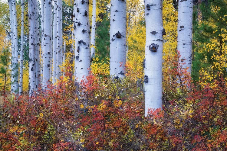 Aspen Color by Dennis Frates wall art