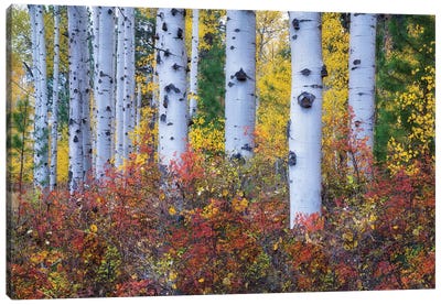 Aspen Color Canvas Art Print - Aspen Tree Art