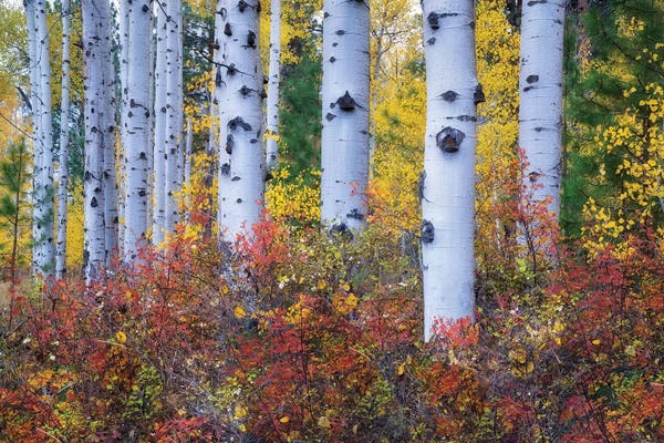 Aspen Trees: Aspen Color by Dennis Frates