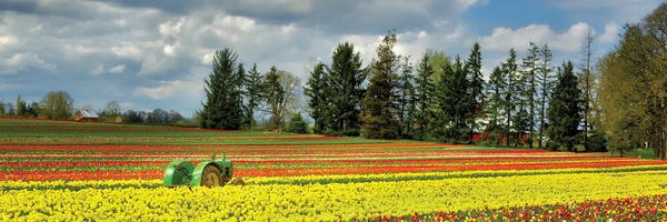 Tulips: Tulip Tractor Panoramic by Dennis Frates