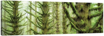 Rainfall Trees Panoramic Canvas Art Print