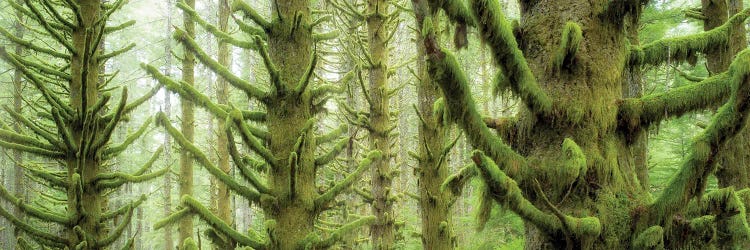 Rainfall Trees Panoramic