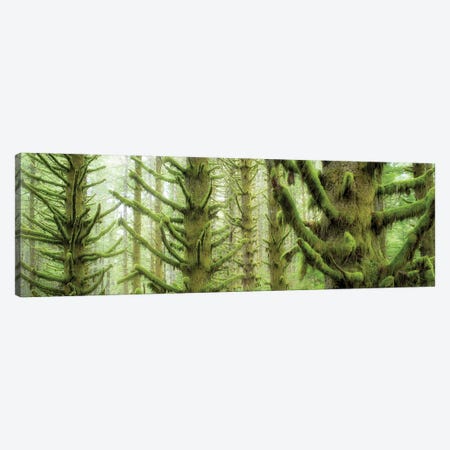 Rainfall Trees Panoramic Canvas Print #DEN2018} by Dennis Frates Canvas Artwork