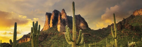 Succulents: Desert Sunset Panoramic by Dennis Frates
