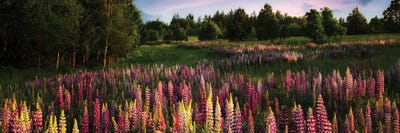 Wild Lupine Panoramic by Dennis Frates canvas print