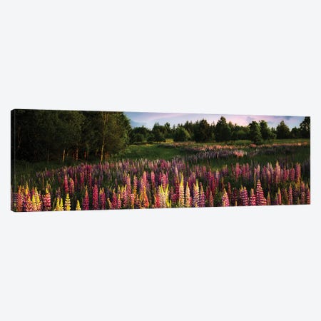 Wild Lupine Panoramic Canvas Print #DEN2021} by Dennis Frates Canvas Print